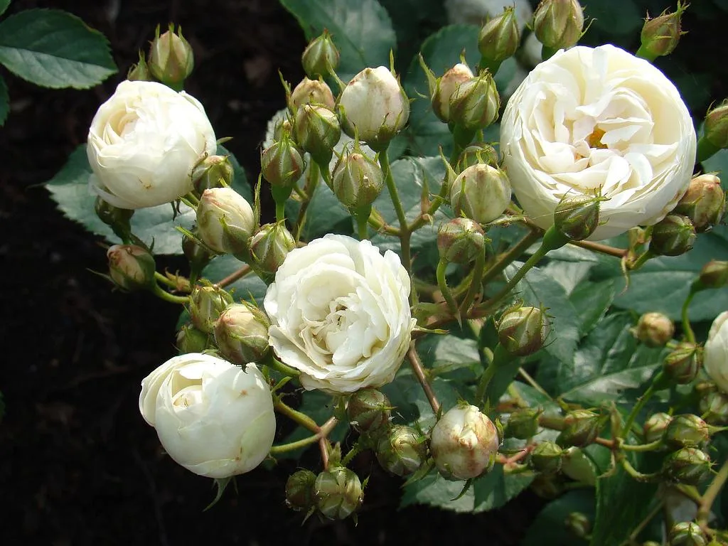 Neige D' Été (Lenadne) plikomis šaknimis