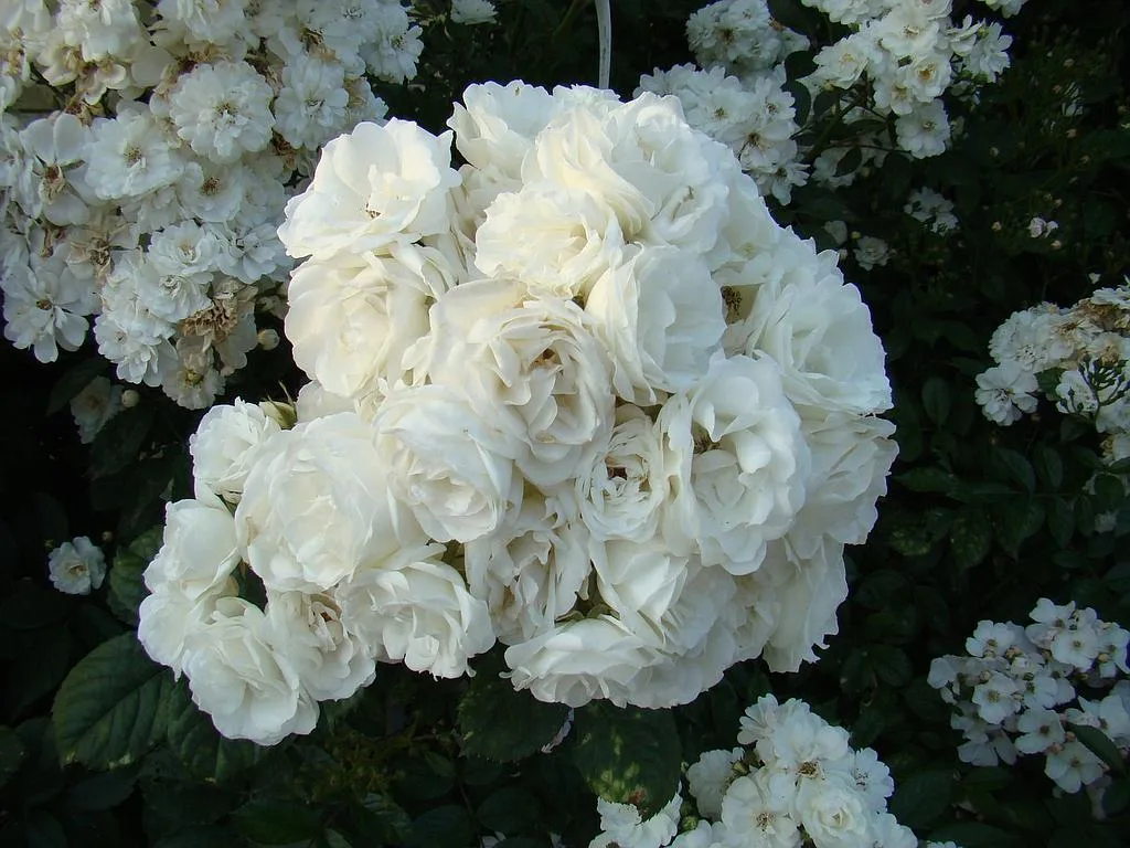 Neige D' Été (Lenadne) plikomis šaknimis