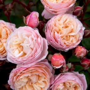 New Dreams (Visechbral) plikomis šaknimis