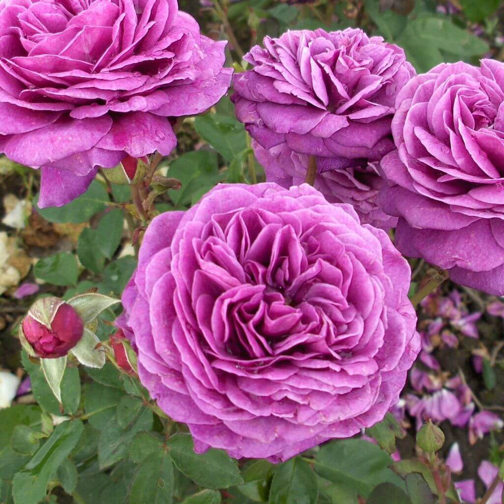 Old Port plikomis šaknimis