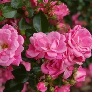 Palmengarten Frankfurt (KORsilan, Beauce, Country Dream, Our Rosy Carpet) Vazone C3L