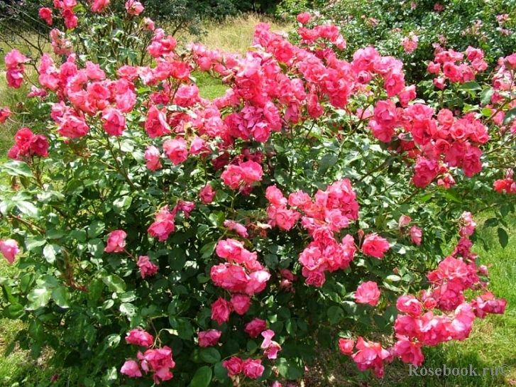 Pink La Sevillana (MEIgeroka, Rosy La Sevillana, Pink Sevillana, Pink Sevilliana, Rosy La Sevilliana)  Vazone C4L - Image 2