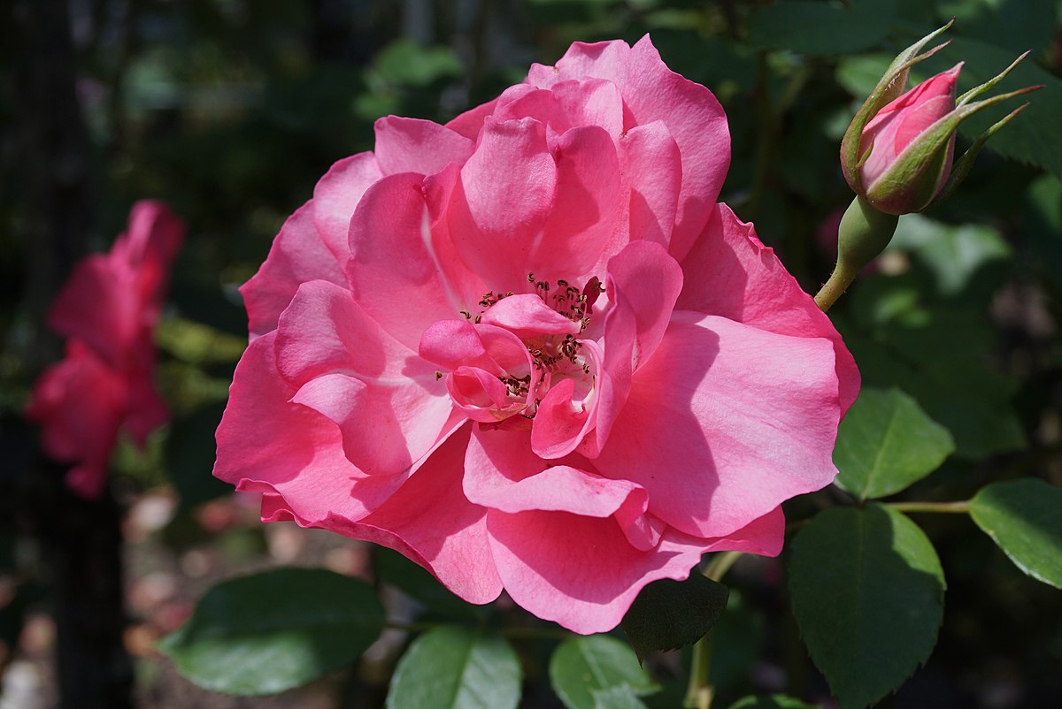 Pink La Sevillana (MEIgeroka, Rosy La Sevillana, Pink Sevillana, Pink Sevilliana, Rosy La Sevilliana)  Vazone C4L