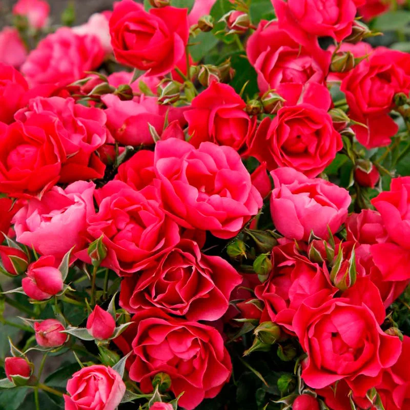 Pink Forest rose plikomis šaknimis