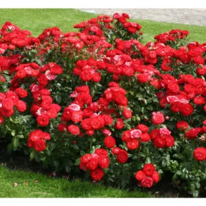 Planten un Blomen plikomis šaknimis