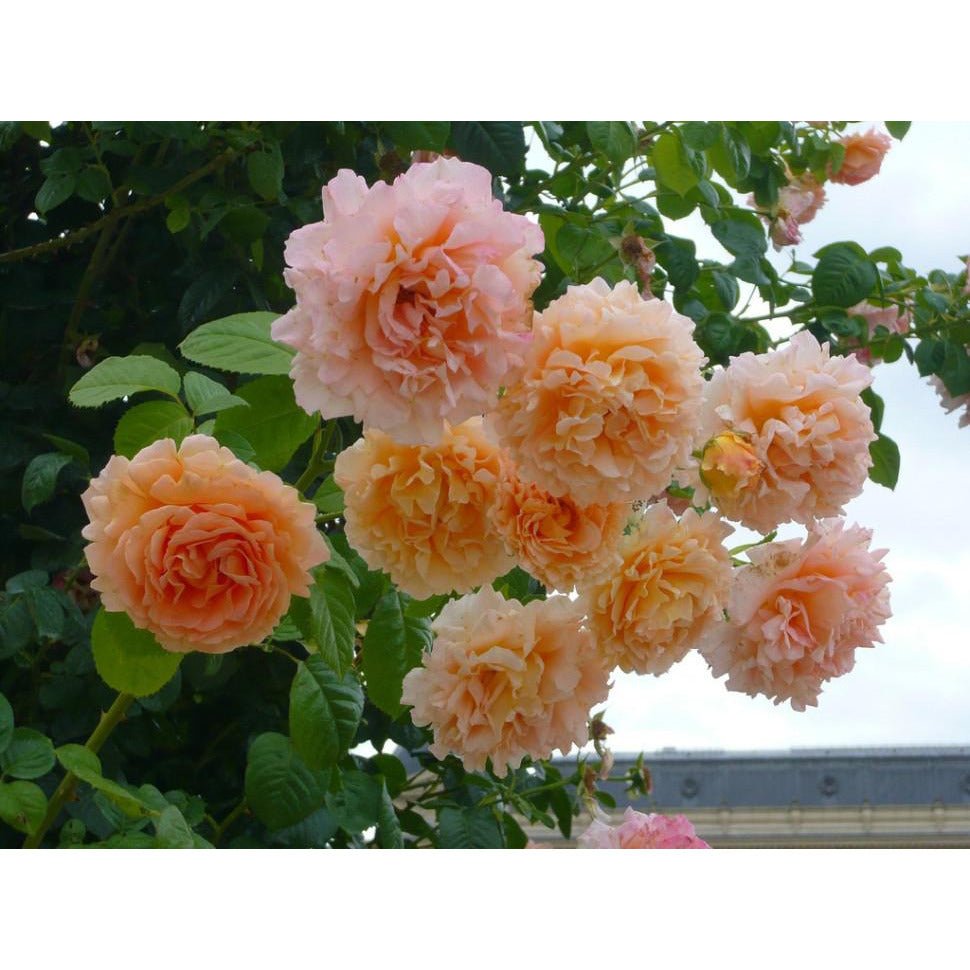 Polka plikomis šaknimis