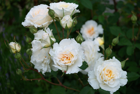 Poustinia (Orybie) plikomis šaknimis - Image 2