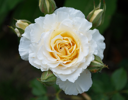 Poustinia (Orybie) plikomis šaknimis