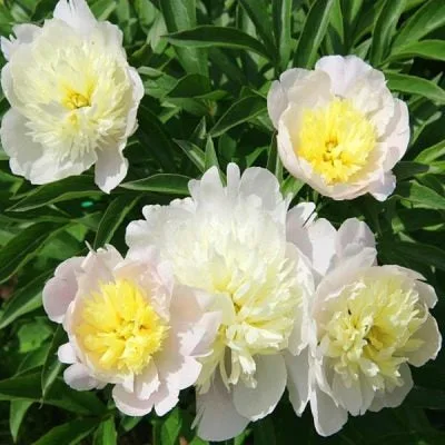 Bijūnas Primavera