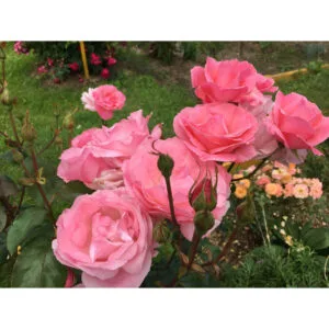 Queen Elizabeth (Queen of England, The Queen Elizabeth Rose) plikomis šaknimis
