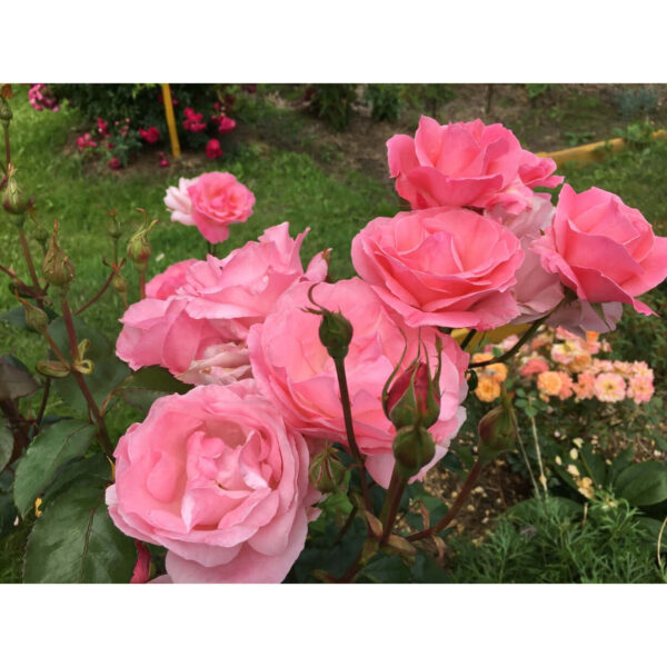 Queen Elizabeth (Queen of England, The Queen Elizabeth Rose)   plikomis šaknimis