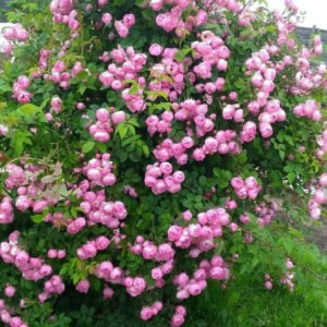 Raubritter plikomis šaknimis