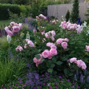 Rosengräfin Marie Henriette (Rosengrafin Marie Henriette, KORtekcho, Madame de Maintenon , Summer Romance) plikomis šaknimis