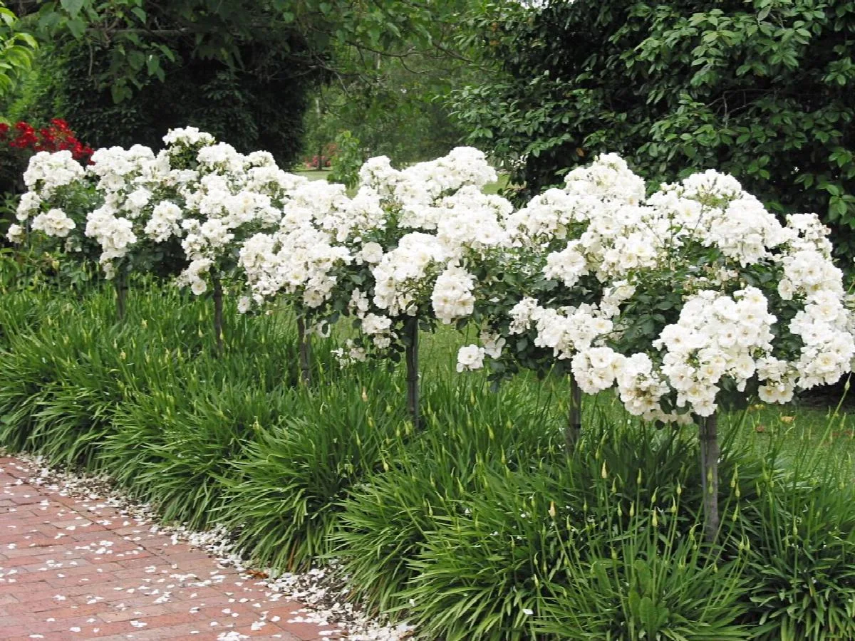 Schneeflocke (NOAschnee, White Flower Carpet, Emera Blanc, Flower Carpet White, Opalia, Ophalia) plikomis šaknimis