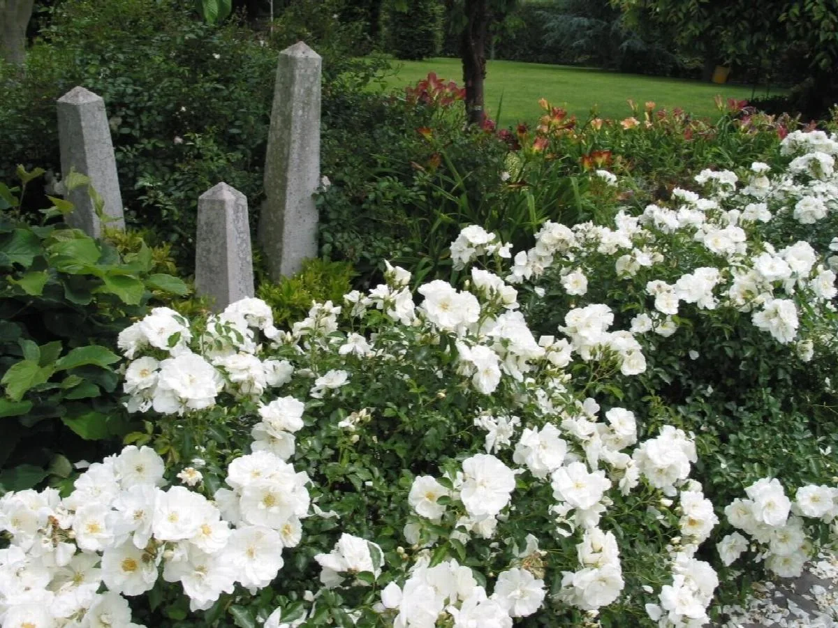 Schneeflocke (NOAschnee, White Flower Carpet, Emera Blanc, Flower Carpet White, Opalia, Ophalia) plikomis šaknimis