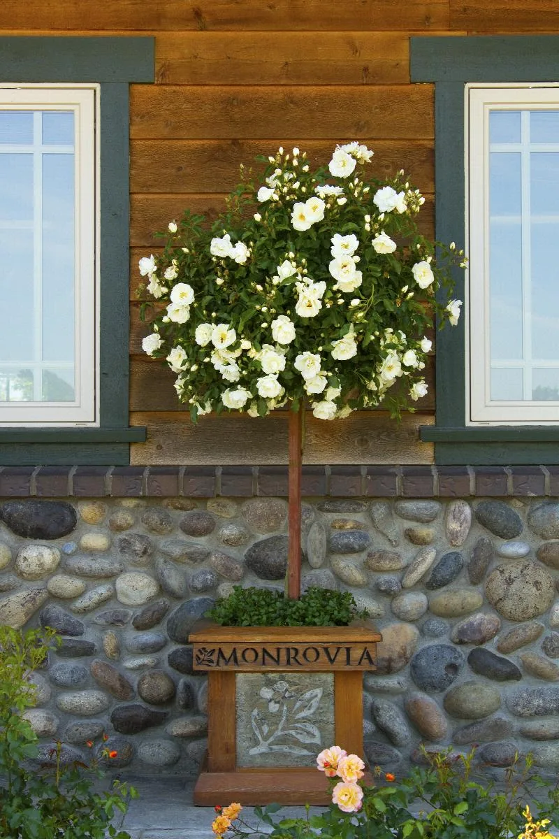 Schneeflocke (NOAschnee, White Flower Carpet, Emera Blanc, Flower Carpet White, Opalia, Ophalia) plikomis šaknimis