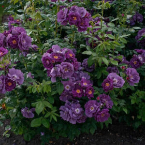 Rhapsody in blue plikomis šaknimis