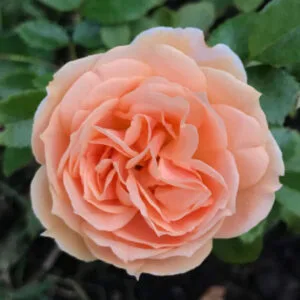 Garden of Roses (Cream Flower Circus, Cream Veranda, KORfloci01, Joie de Vivre ) plikomis šaknimis