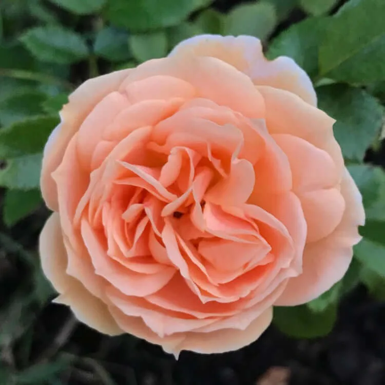 Garden of Roses (Cream Flower Circus, Cream Veranda, KORfloci01, Joie de Vivre ) plikomis šaknimis