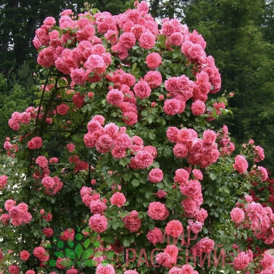 Rosarium Uetersen plikomis šaknimis