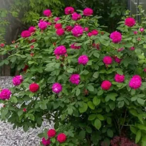 Rose de Rescht plikomis šaknimis