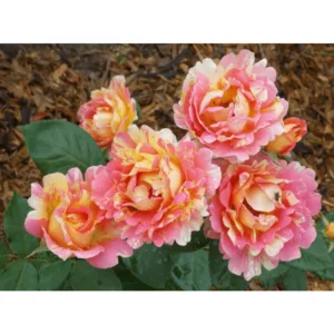 Rose des Cisterciens