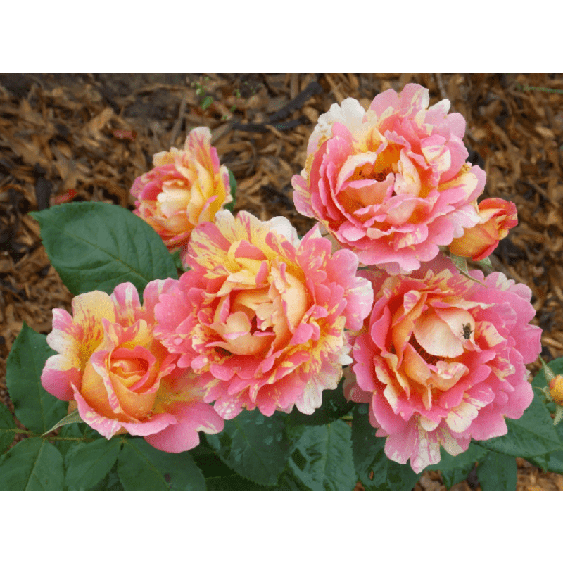 Rose des Cisterciens | Rožių sodas