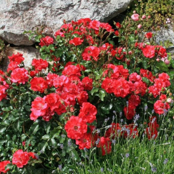 Rotilia (KORvillada, KORvillade, Red Finesse, Rotilla, Ruby Vigorosa)   plikomis šaknimis
