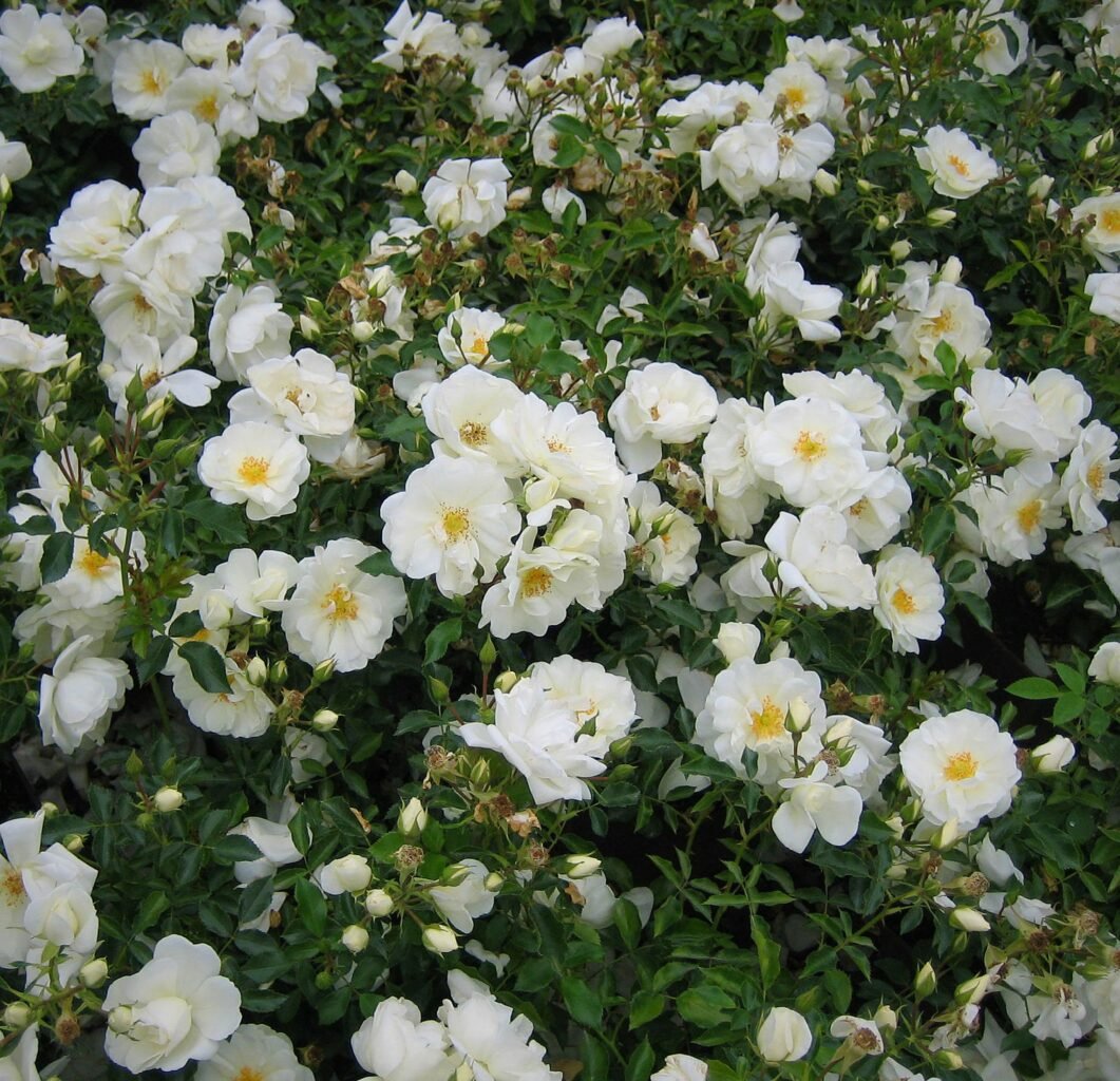 Schneeflocke (NOAschnee, White Flower Carpet, Emera Blanc, Flower Carpet White, Opalia, Ophalia) plikomis šaknimis