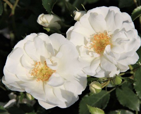 Schneeflocke (NOAschnee, White Flower Carpet, Emera Blanc, Flower Carpet White, Opalia, Ophalia) plikomis šaknimis - Image 5