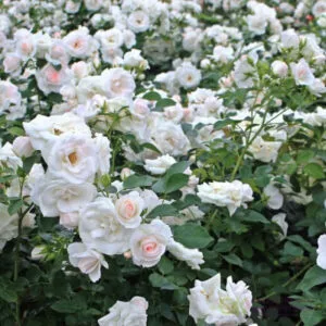 Sirius , Dronning Dorothea, Martin Luther Rose plikomis šaknimis