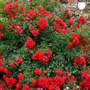 Sorrento (Kadora, Flower Carpet Scarlet, Scarlet Flower Carpet )plikomis šaknimis