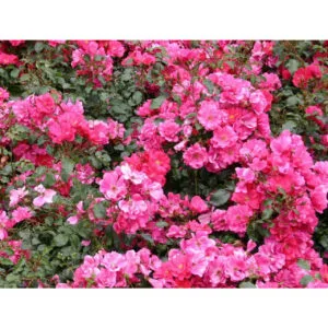 Sommermarchen (KORpinka, Berkshire, Country Touch, Summer Fairytale)