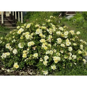 Sunny rose plikomis šaknimis