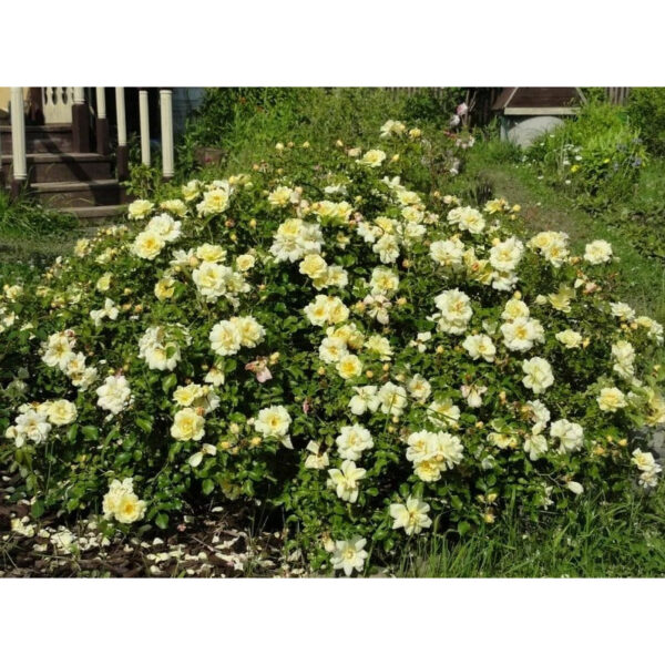 Sunny rose   plikomis šaknimis