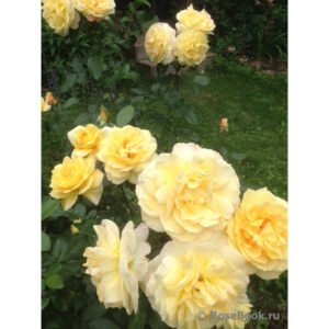 Sunstar (Gabriele Gebauer, KORsteimm )   plikomis šaknimis