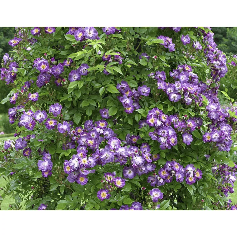 Veilchenblau (Blue Rambler, Blue Rosalie, Violet Blue ) vazone