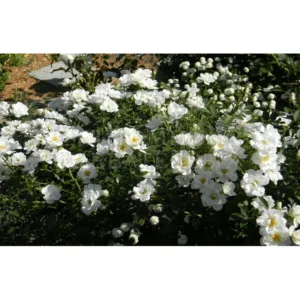 White Fairy plikomis šaknimis
