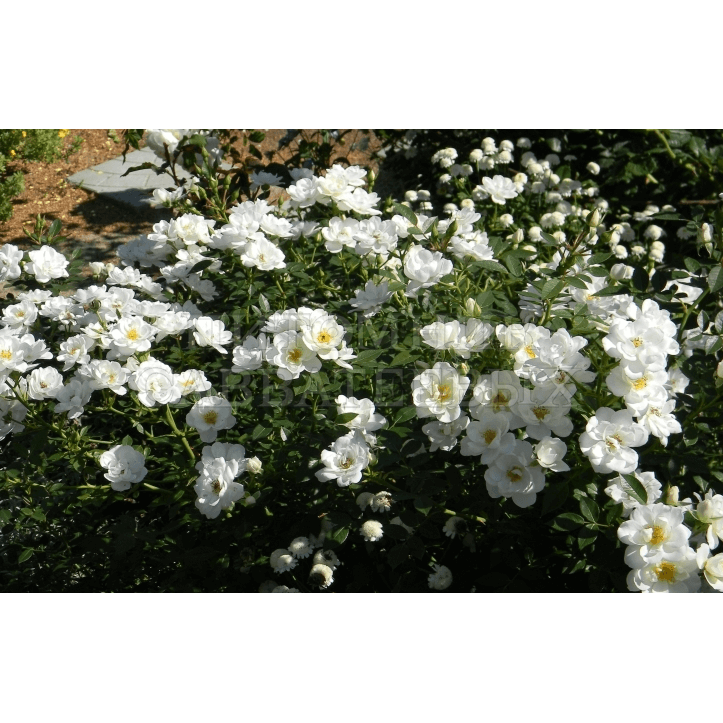 White Fairy plikomis šaknimis