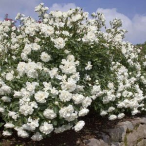 White Meidiland plikomis šaknimis