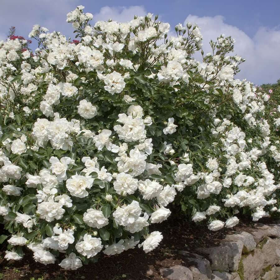 White Meidiland plikomis šaknimis