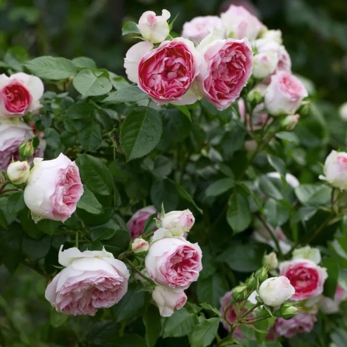 Mini Edenrose (Meibigboni) plikomis šaknimis