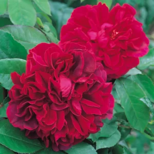 The Dark Lady (AUSbloom, Dark Lady)