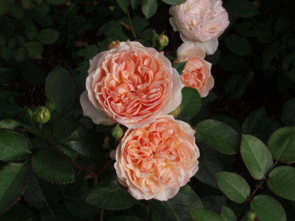 Evelyn (AUSsaucer, Apricot Parfait) plikomis šaknimis - Image 3