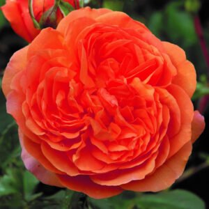 Louise Clements vazone C4l