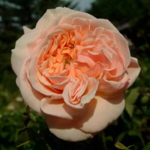 Evelyn (AUSsaucer, Apricot Parfait) plikomis šaknimis