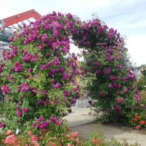 Rosengarten Zweibrücken vazone