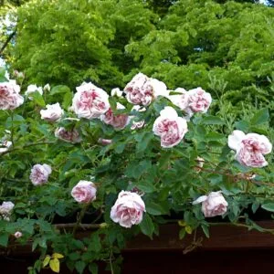 Souvenir de la Malmaison plikomis šaknimis