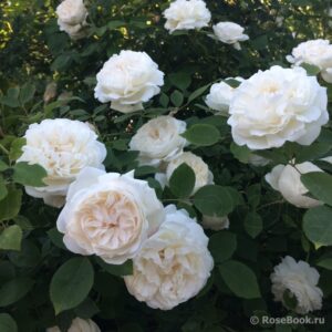 Winchester Cathedral (AUScat, White Mary Rose, Winchester) plikomis šaknimis