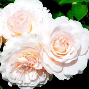 Miss Dior (HARencens) plikomis šaknimis